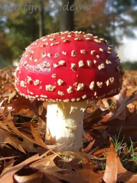Vliegenzwam [Amanita muscaria]